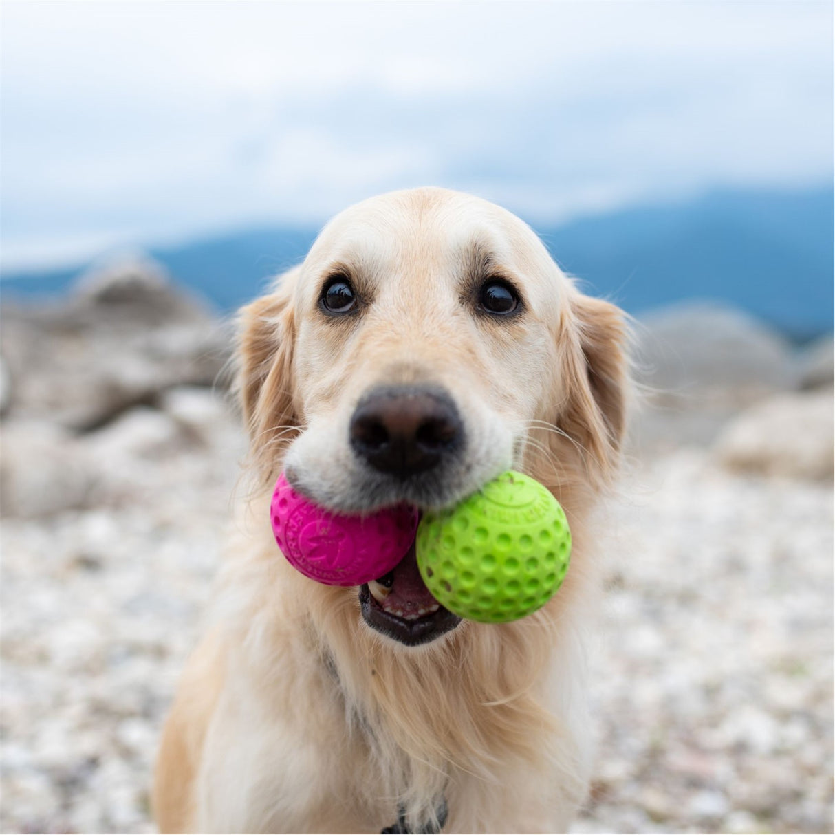 Kiwi Walker : Let's Play Ball