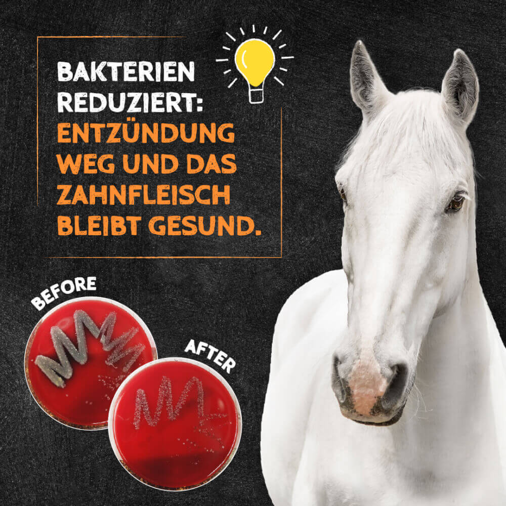 QChefs Dental Cracker Balance – Horse before/after