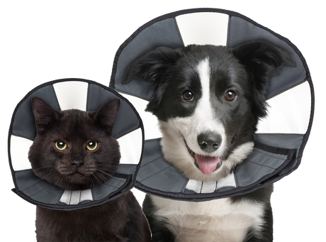 Zenpet Procone