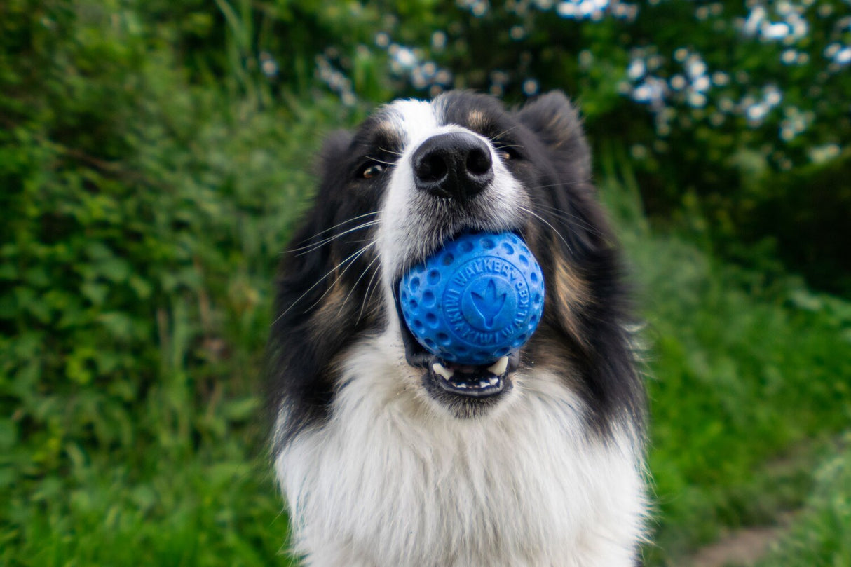 Kiwi Walker : Let's Play Ball