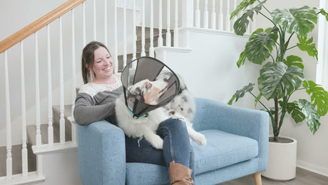 Zenpet Procone